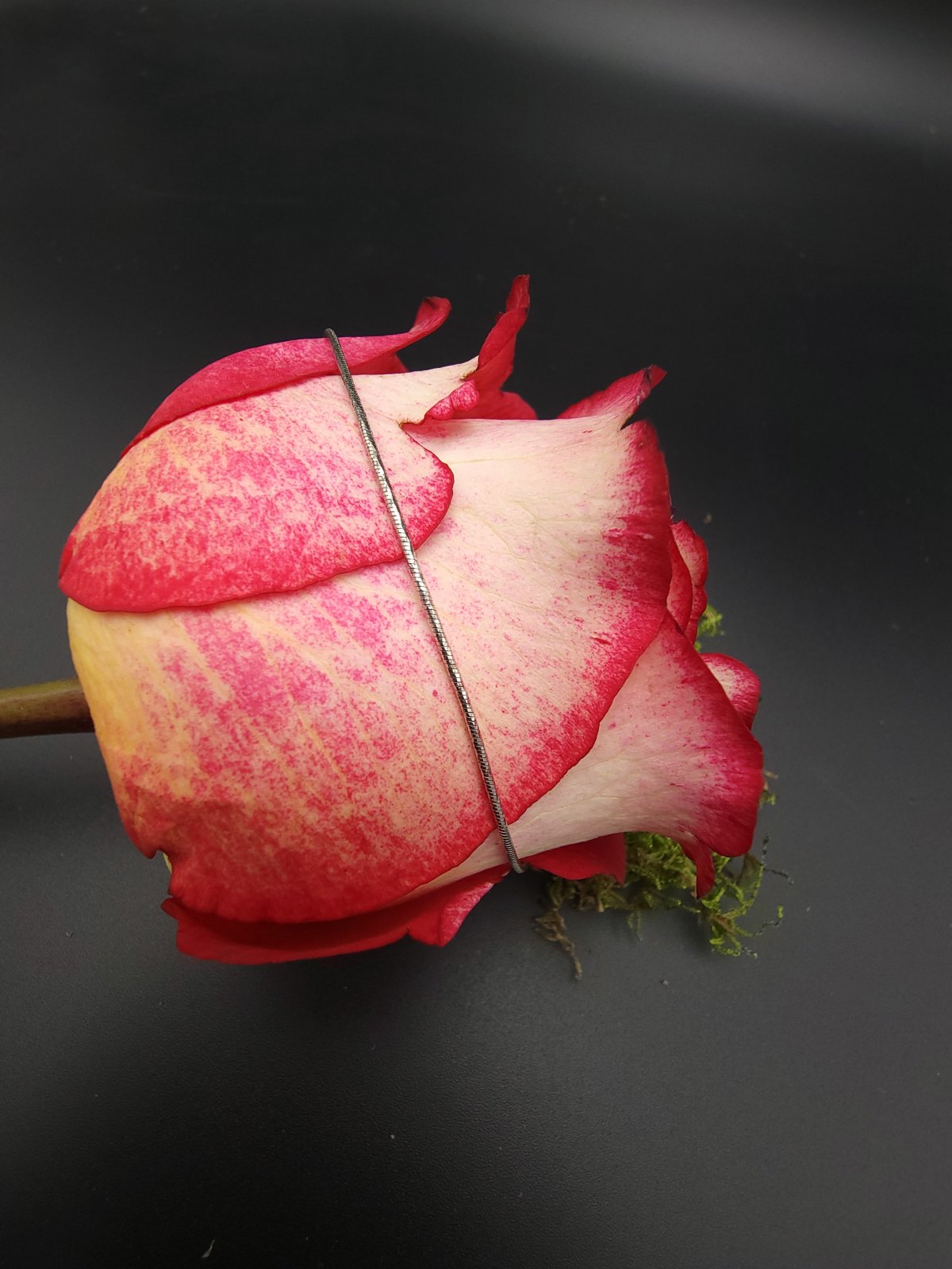 Silver Snake Ankle Chain