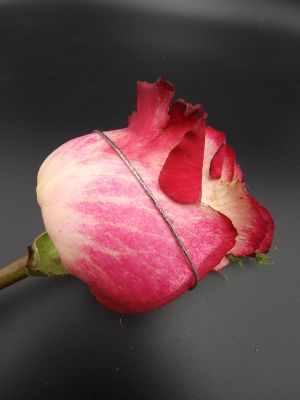 Silver Snake Ankle Chain - 2