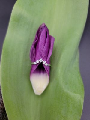 Stella di Cristallo - 1